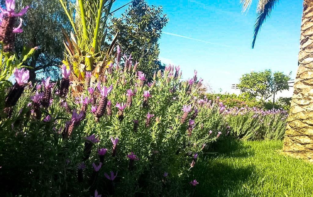 Agriturismo Masseria Calongo Чистернино Екстериор снимка